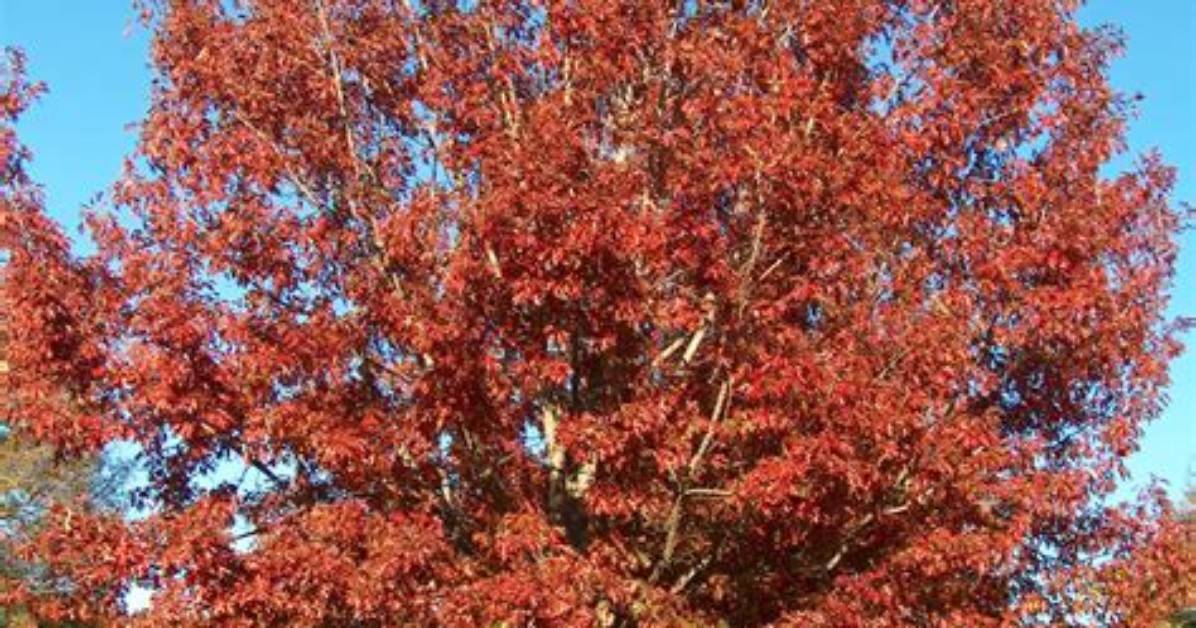Is There a Red Oak Tree