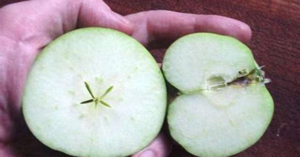 Is There a Seedless Apple