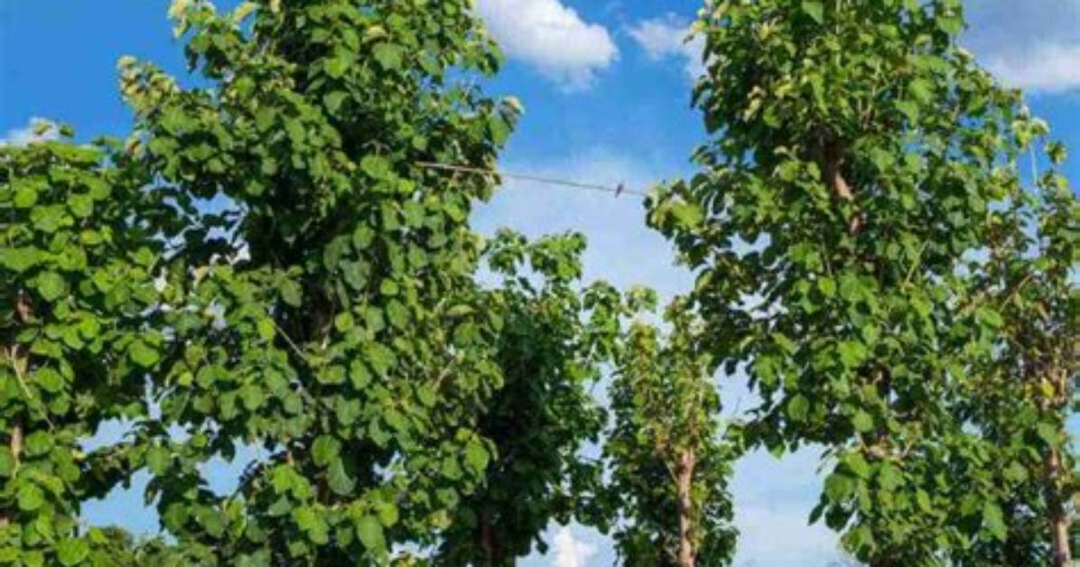 Is There a Teak Tree