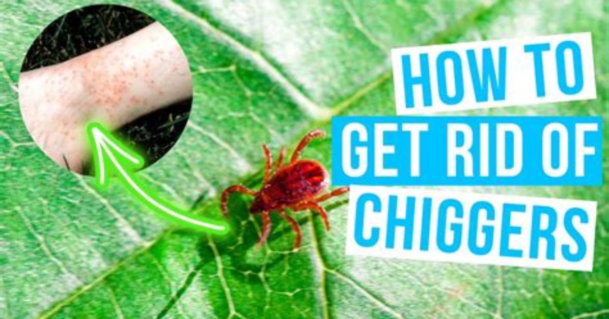Is There Another Name for Chiggers