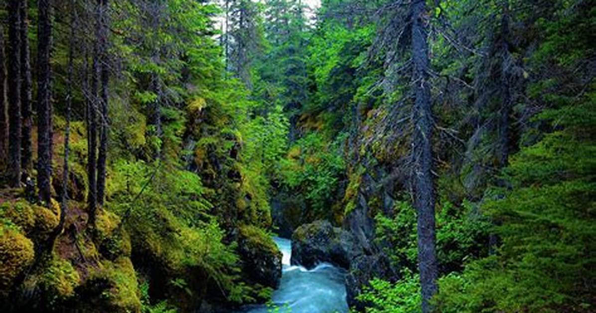 Is There Rainforest in Alaska?
