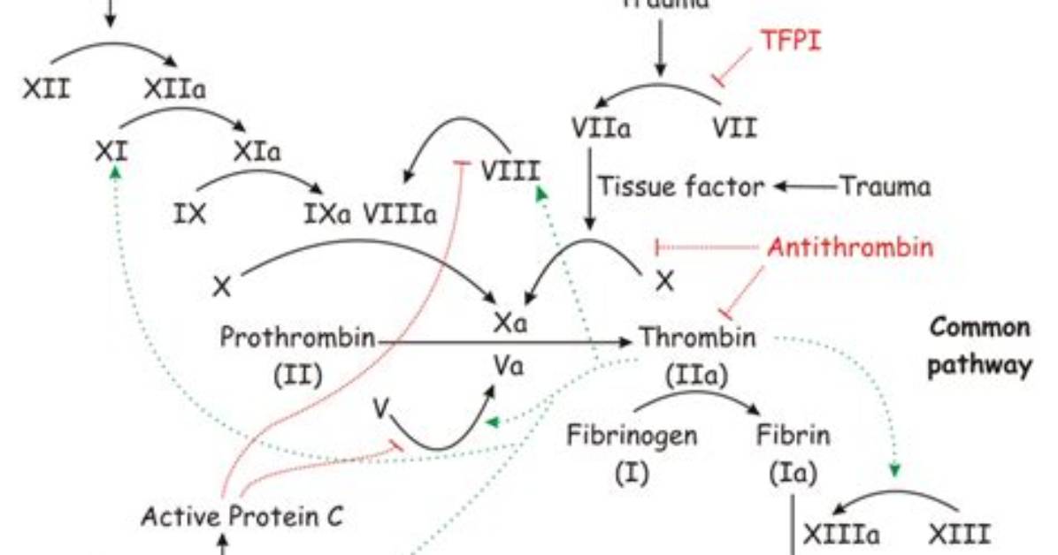 Is Thrombin a Factor V