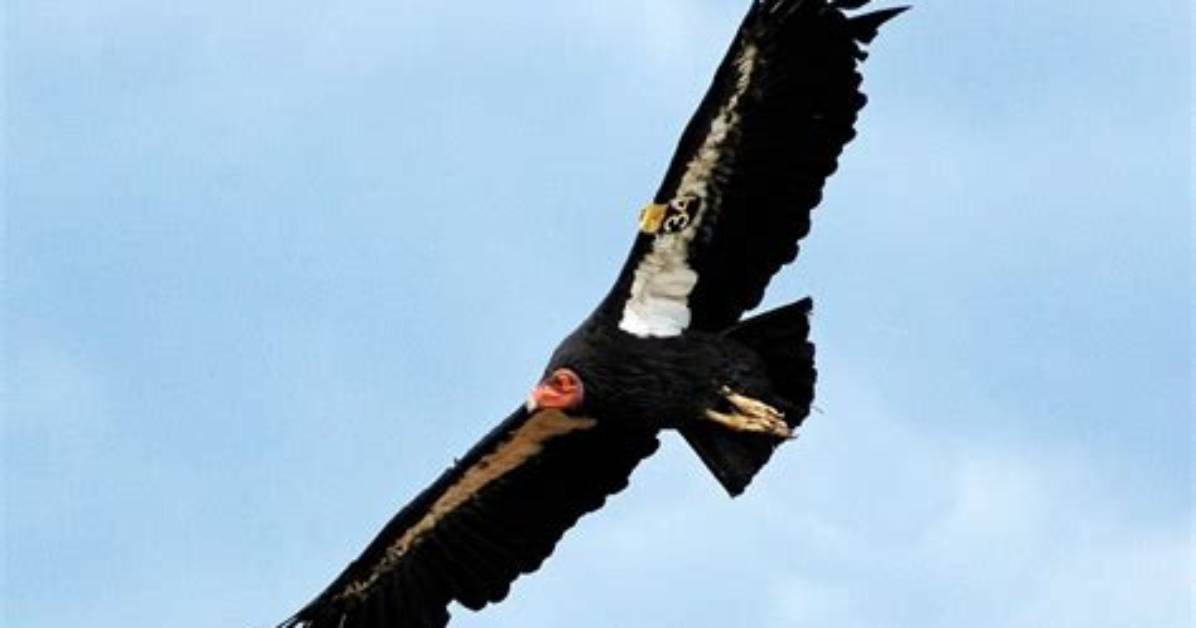 Is Thunderbird a Bird?