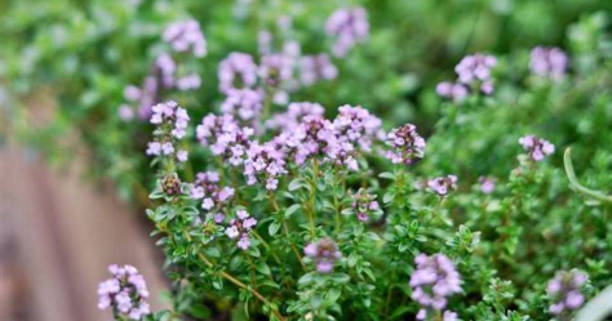 Is Thyme a Perennial?