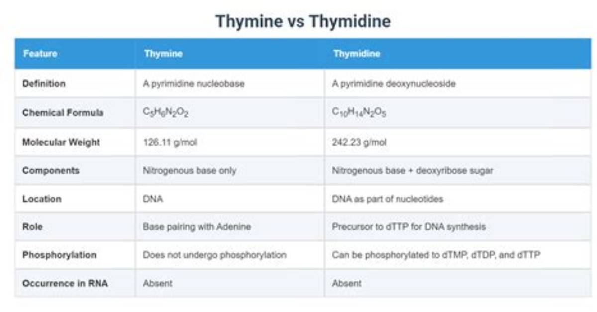 Is Thymidine Same as Thymine?