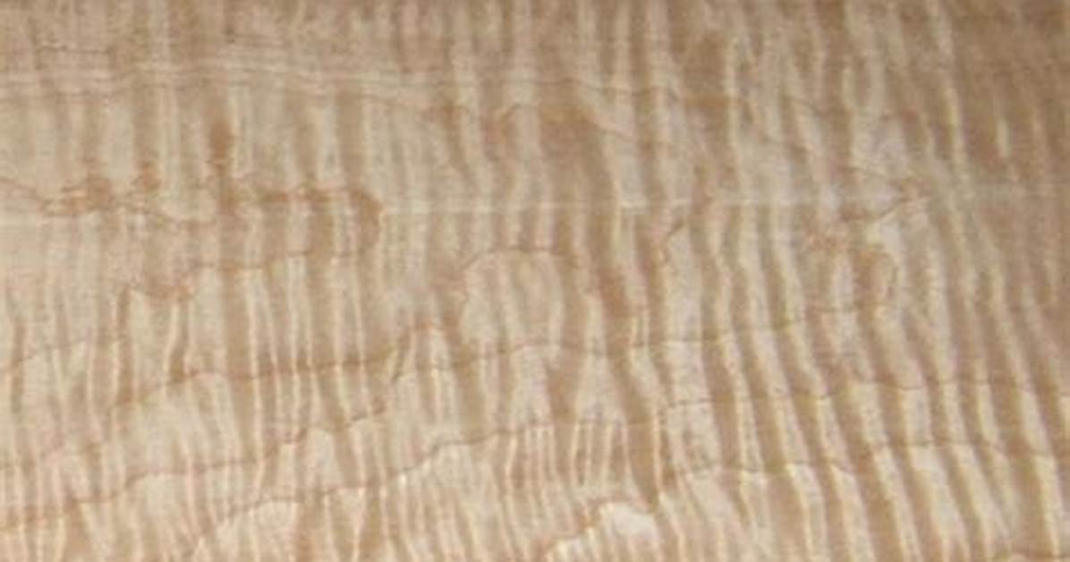 Is Tiger Maple the Same as Curly Maple
