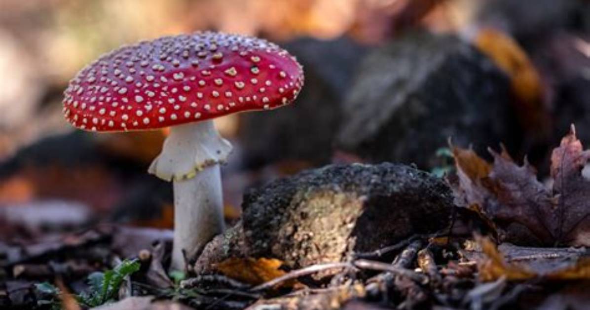 Is Toadstool a Decomposer?