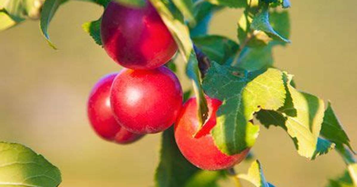 Is Toka Plum Self Pollinating?