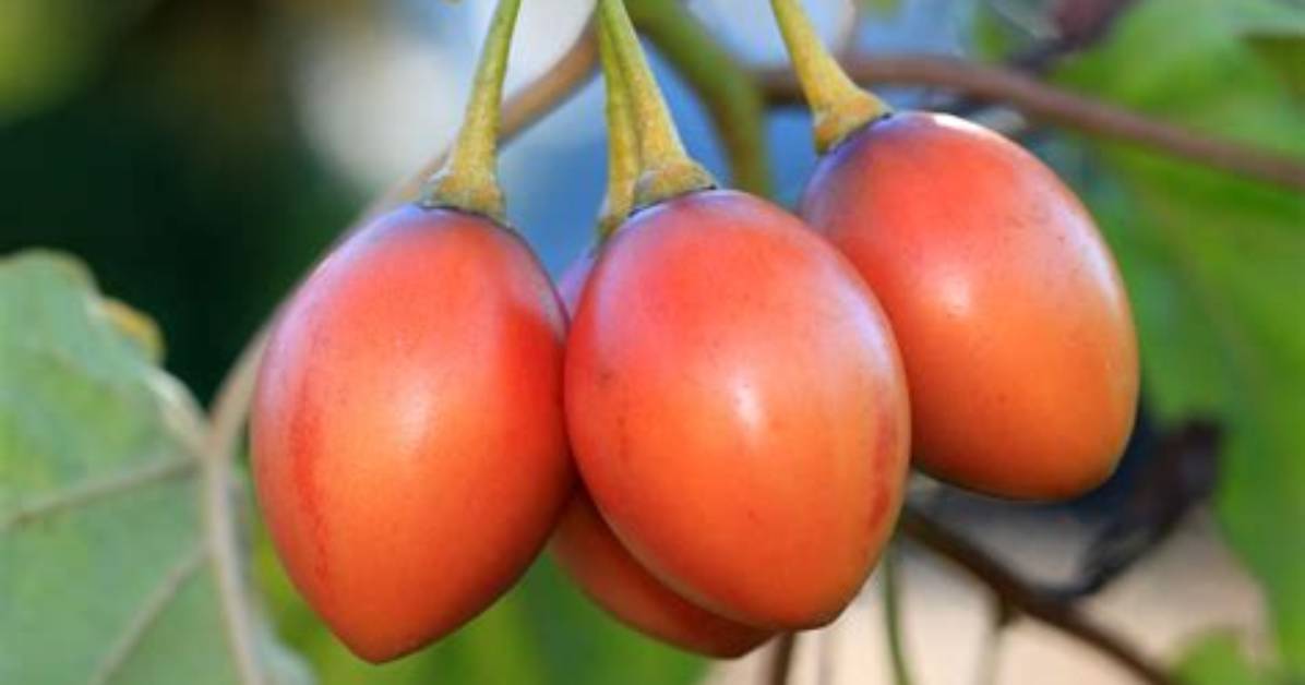 Is Tomato a Tree or Shrub