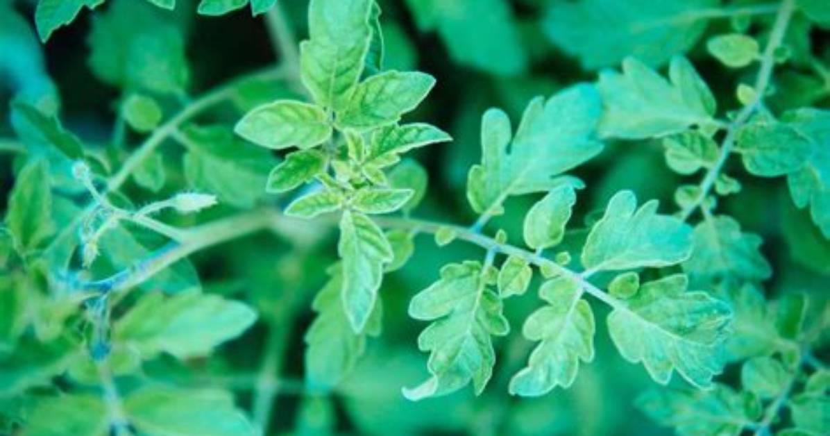 Is Tomato Leaf Edible?