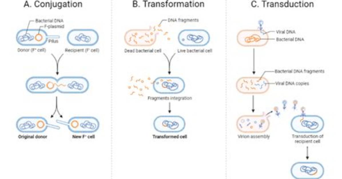 Is Transduction the Same as Transformation