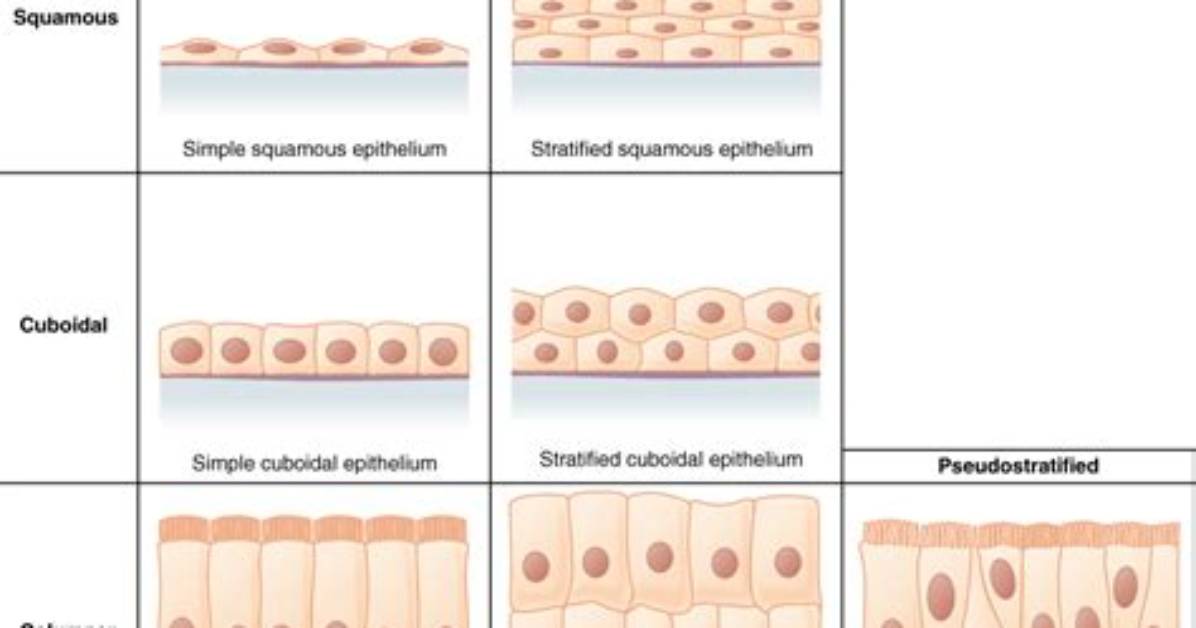 Is Transitional Epithelium Simple or Stratified
