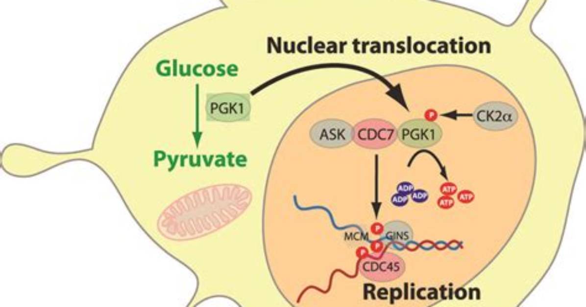 Is Translocated into the Nucleus?