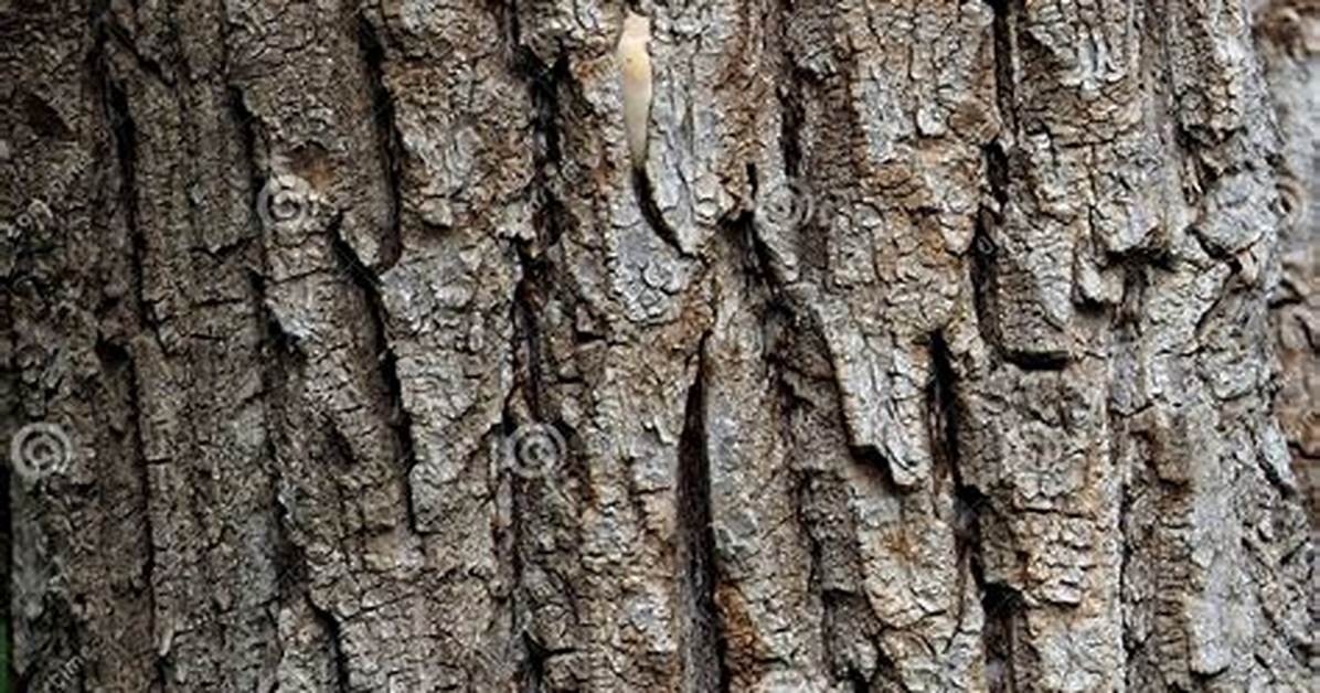 Is Tree Bark Grey or Brown