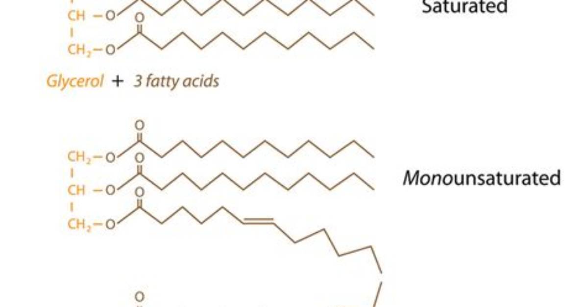 Is Triglyceride Saturated or Unsaturated?