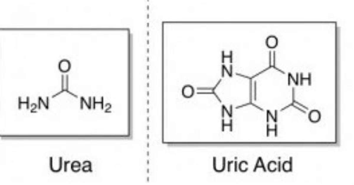 Is Urea and Uric Acid Same