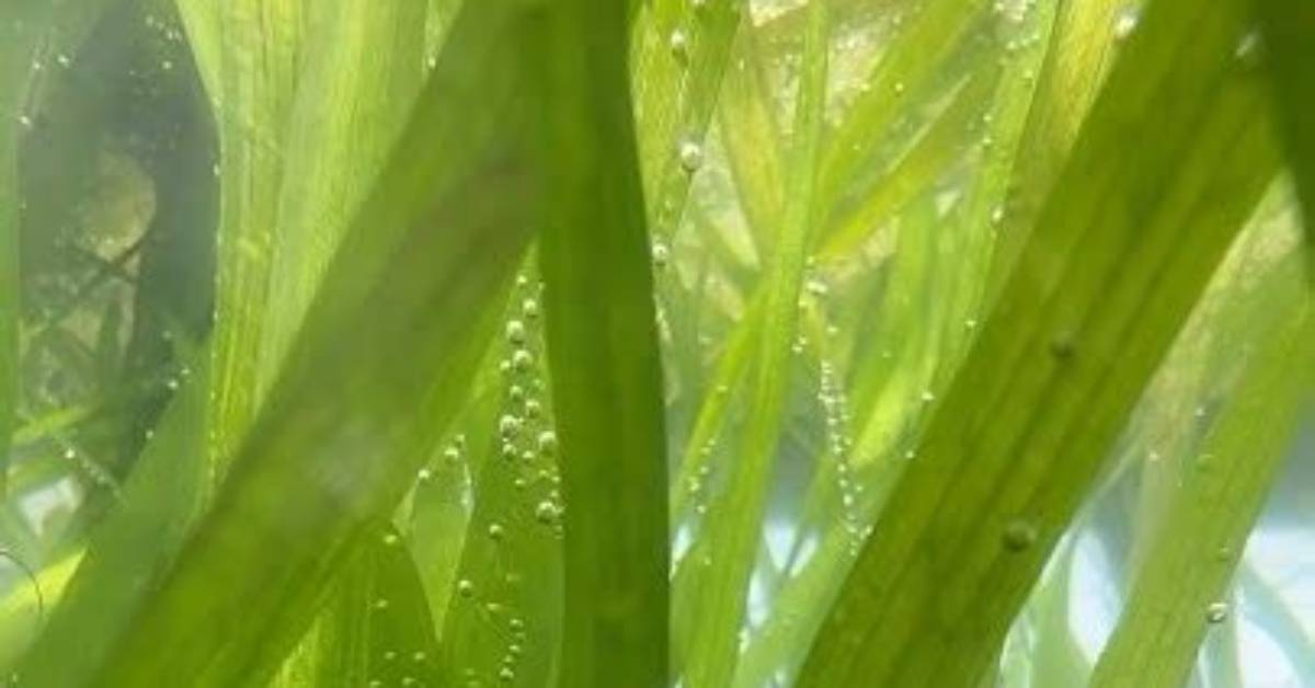 Is Vallisneria a Root Feeder?
