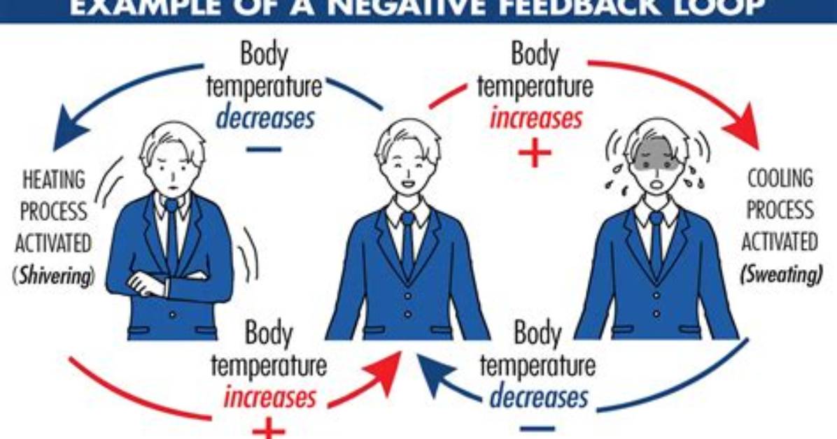 Is Vasodilation Positive or Negative Feedback?