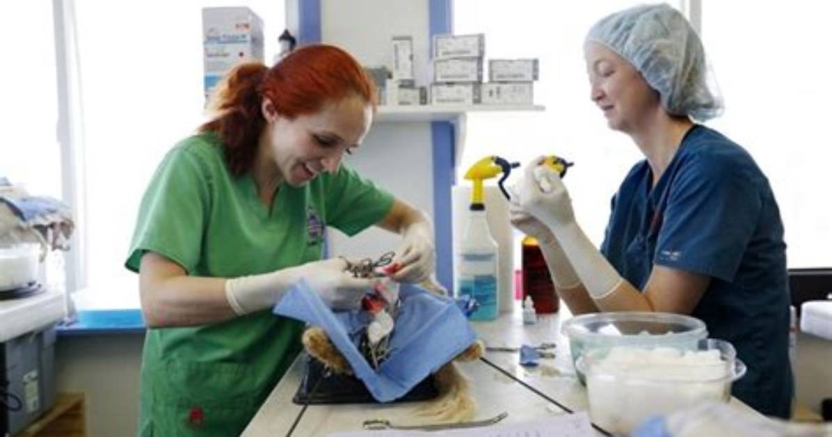 Is Veterinarian Dr. Petra Mickova Married Dr. Jeff Rocky Mountain Vet? Bio Wiki
