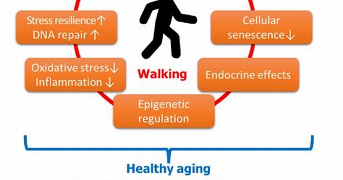 Is Walking Anti-Aging?