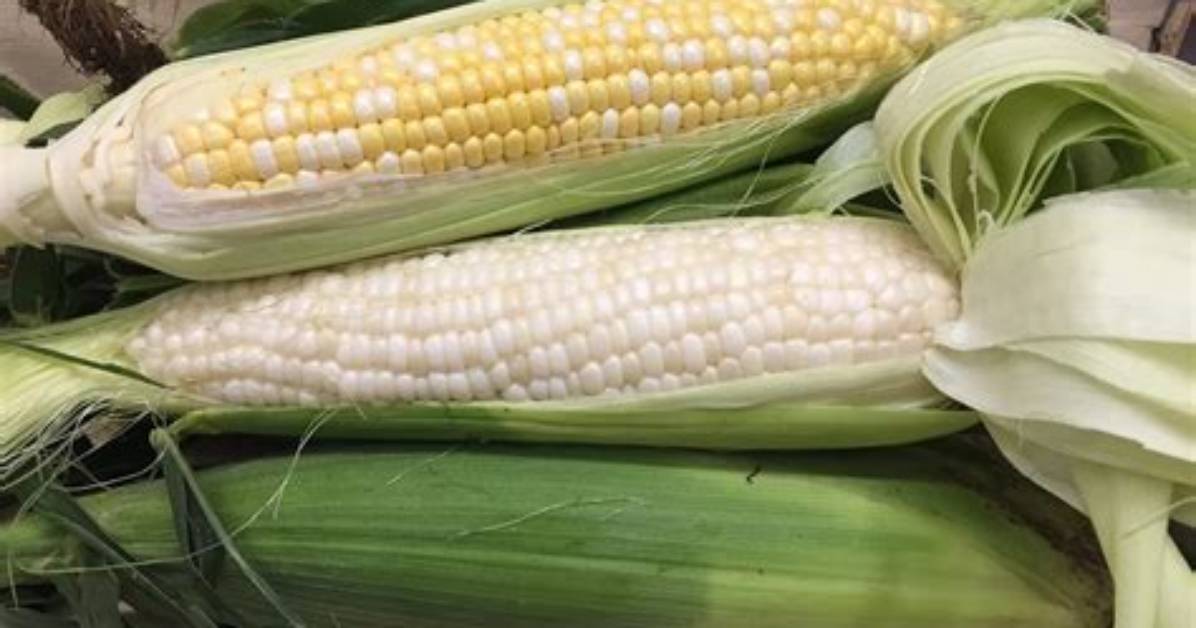 Is Waxy Corn Gmo