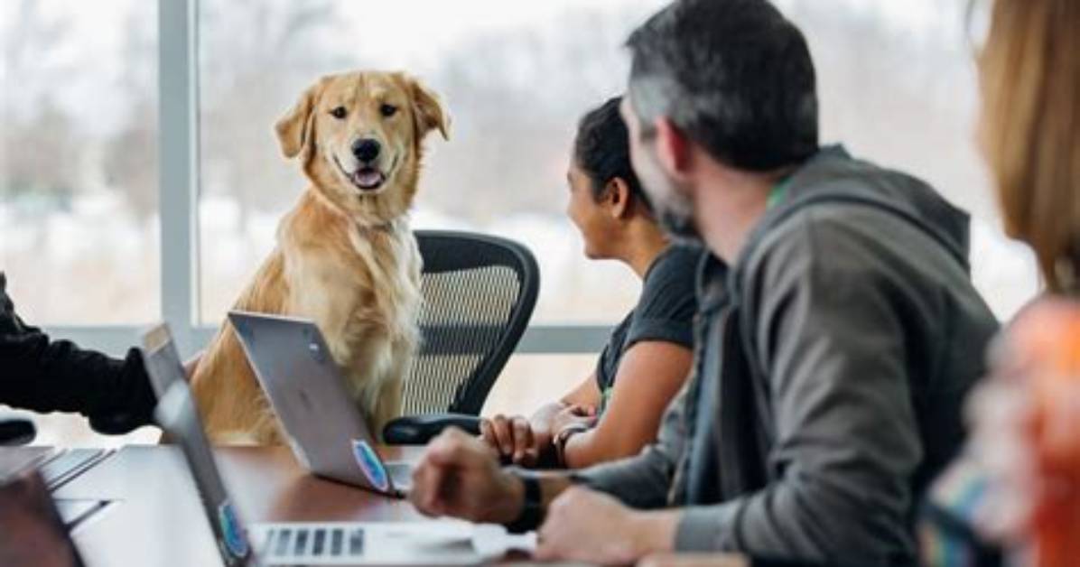 Is Wework Dog Friendly? | Contextresponse. Com