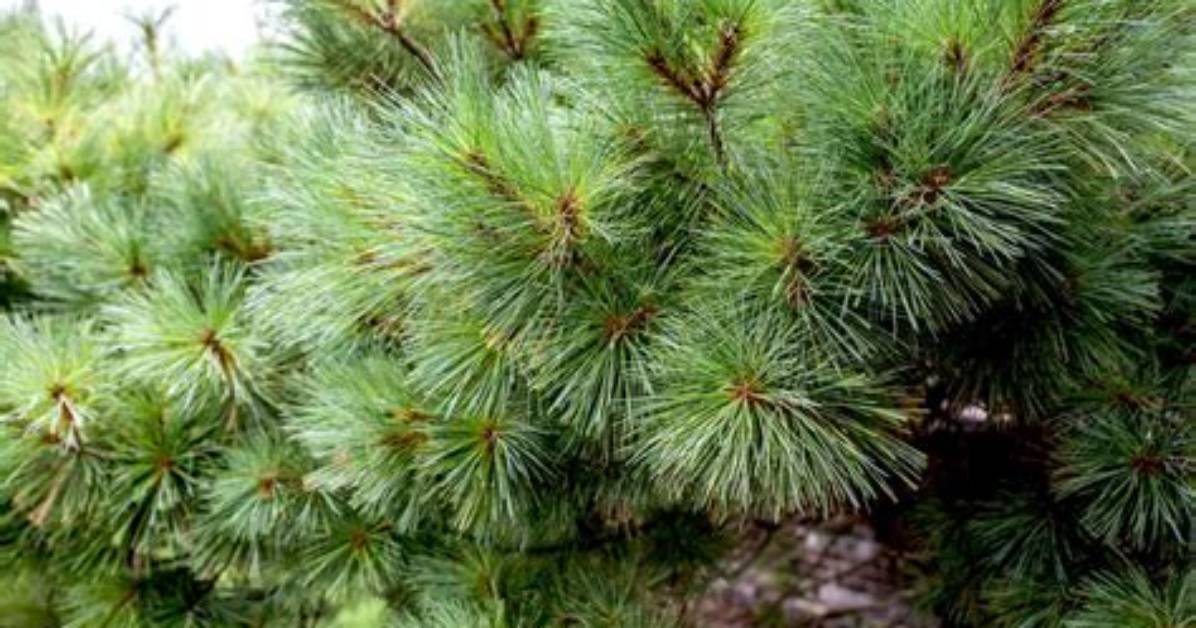 Is White Pine Fast Growing