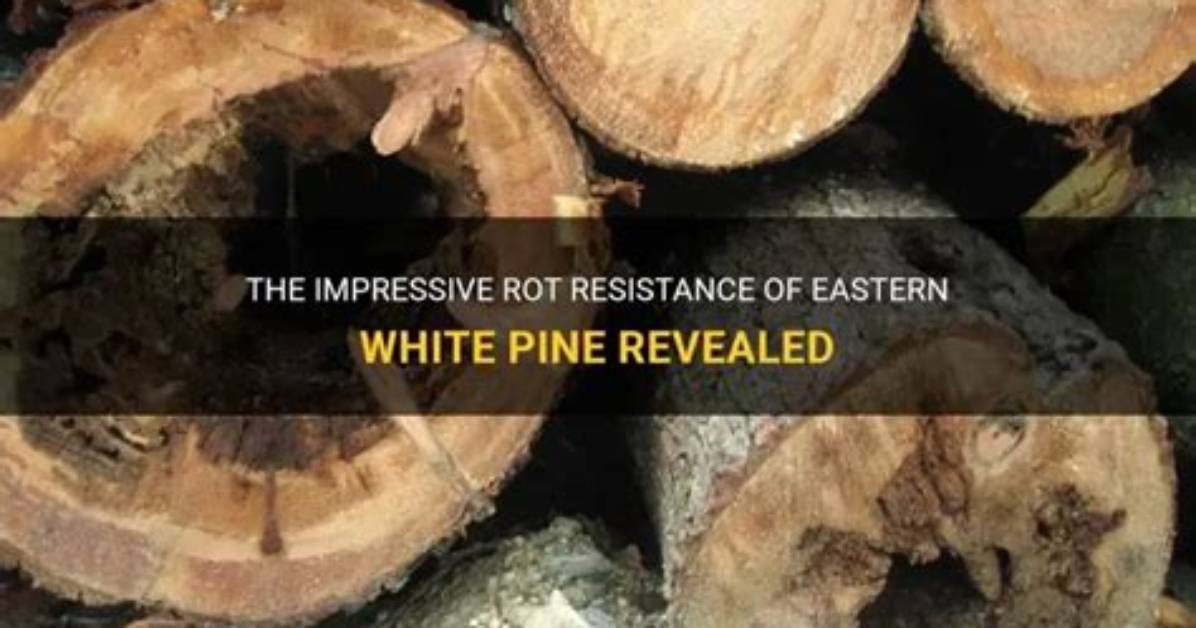 Is White Pine Rot Resistant