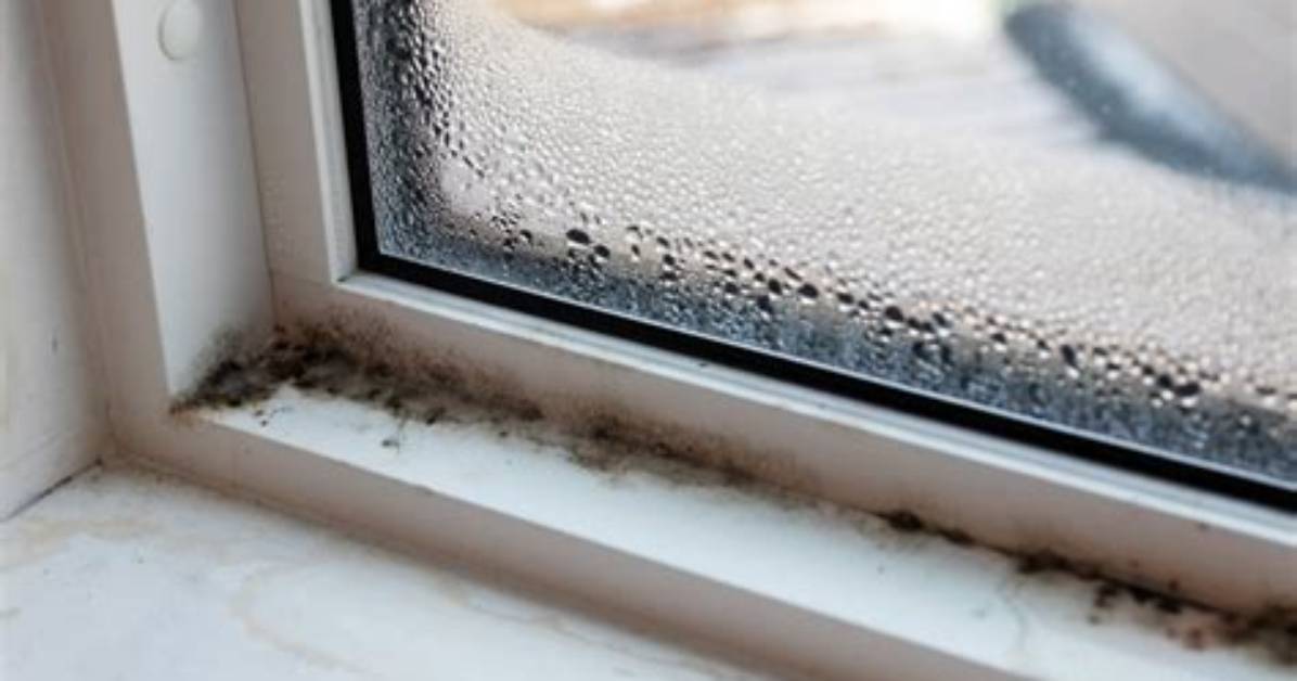 Is Window Sill Mold Dangerous?