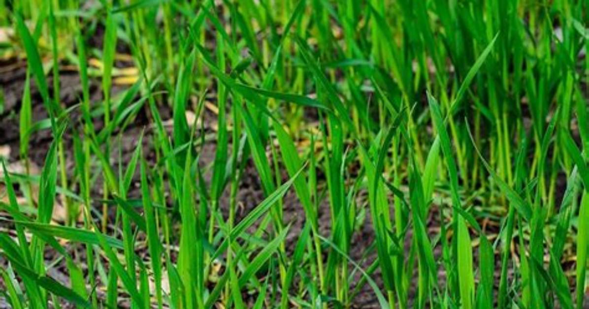 Is Winter Rye Good for Deer