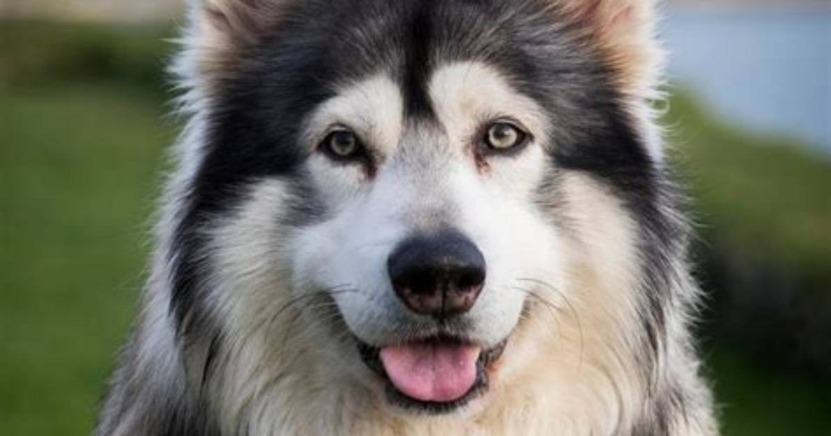 Is Wolf Dog a Pet?