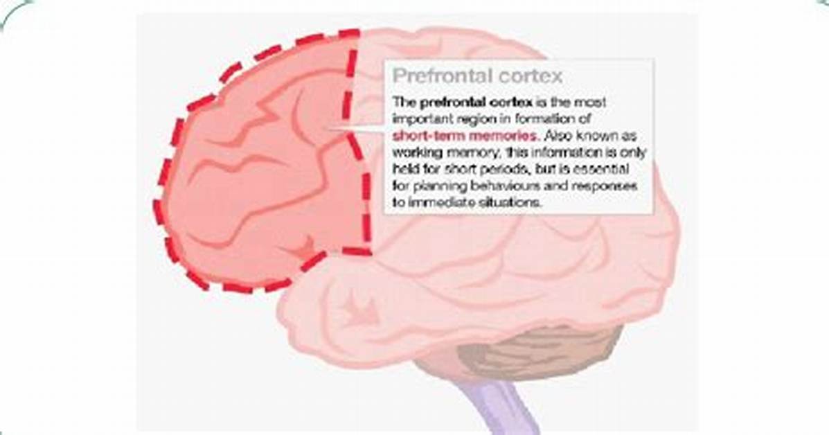 Is Working Memory in the Prefrontal Cortex