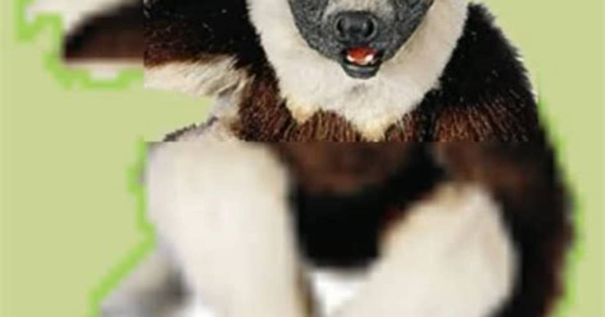 Is Zoboomafoo a Puppet