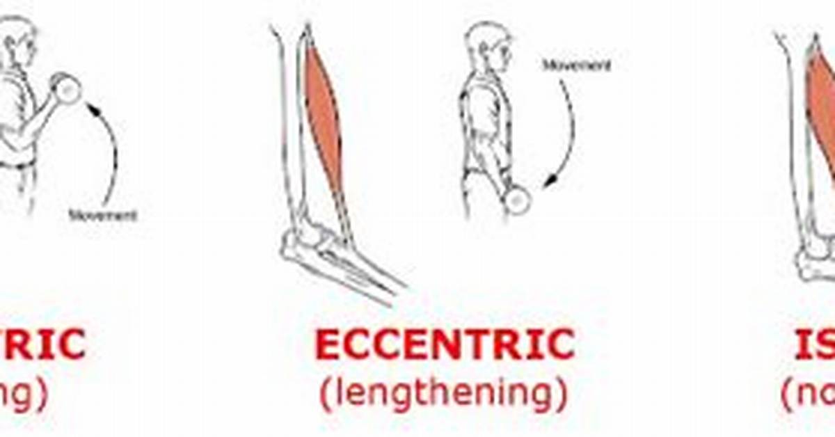 Isometric, Concentric & Eccentric Contractions | What's the Difference?