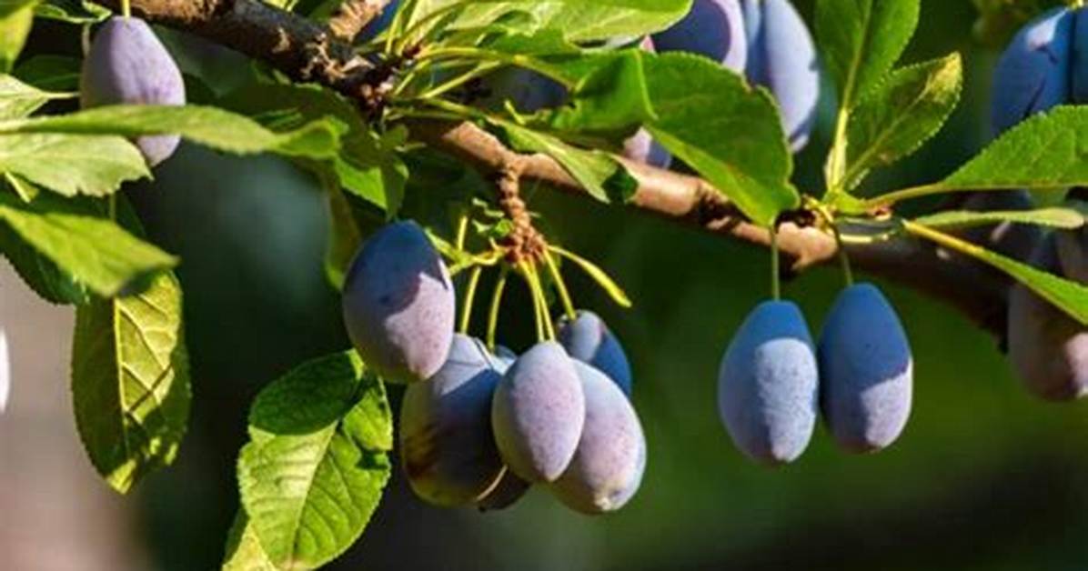 Italian Plum Tree - How to Discuss
