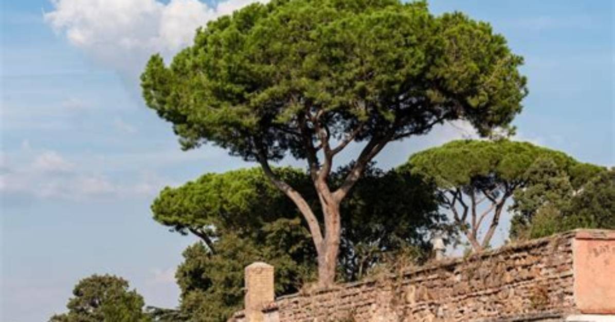 Italian Stone Pine