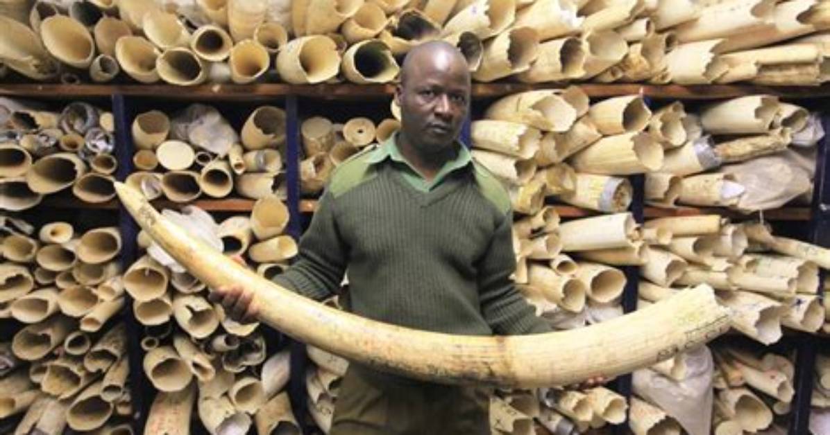 Ivory