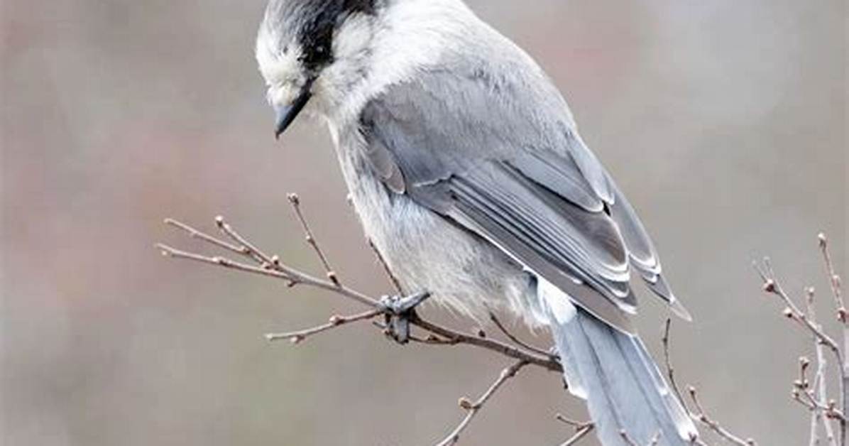 Jay Canada