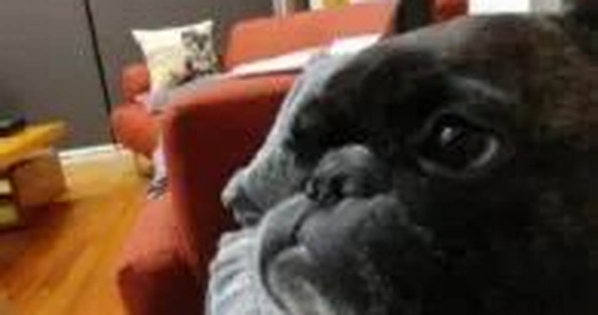 Jeon Ji-Woo Pets - Celebrity Pets