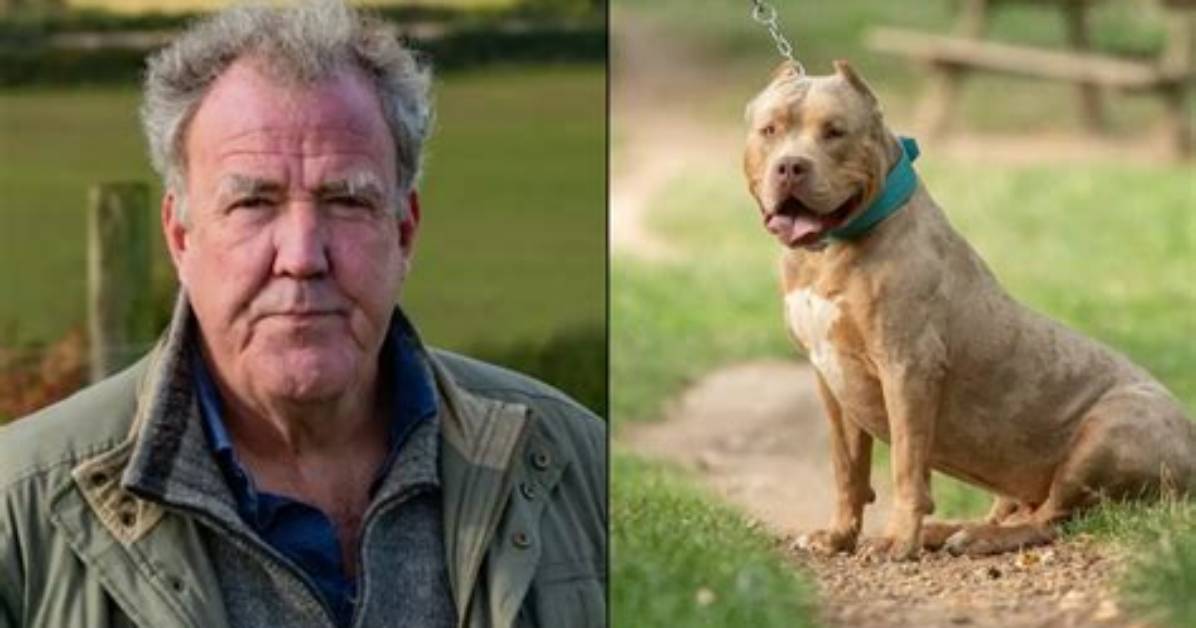 Jeremy Clarkson Warns Xl Bully Ban Will Only Lead to New Breed Xl ’Wolftronic’