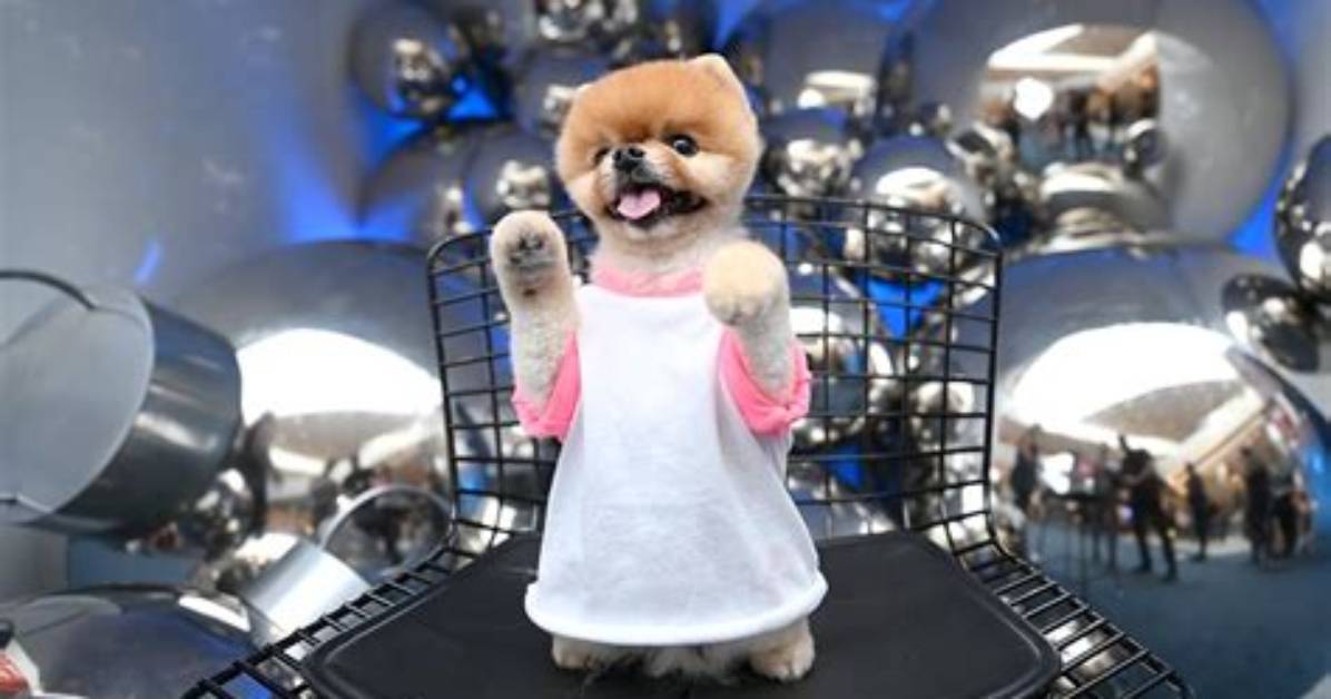 Jiffpom Net Worth