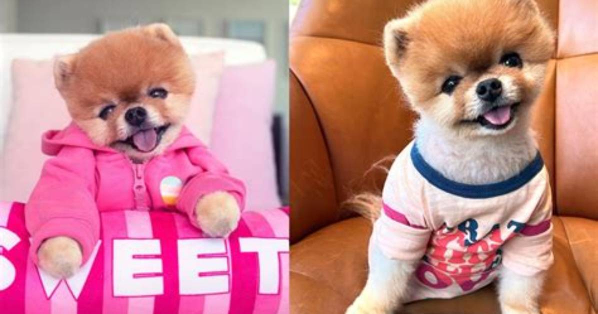 Jiffpom