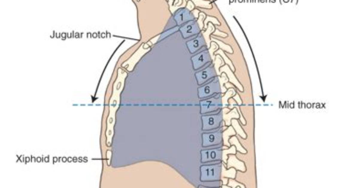 Jugular Notch Vertebral Level