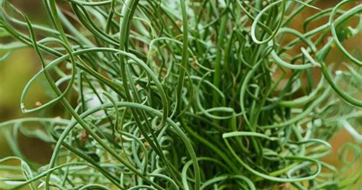 Juncus Spiralis Twister