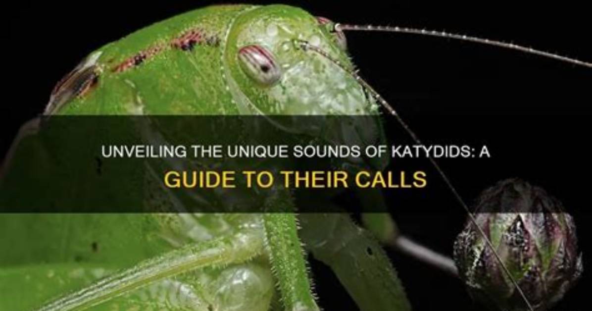 Katydid Sound