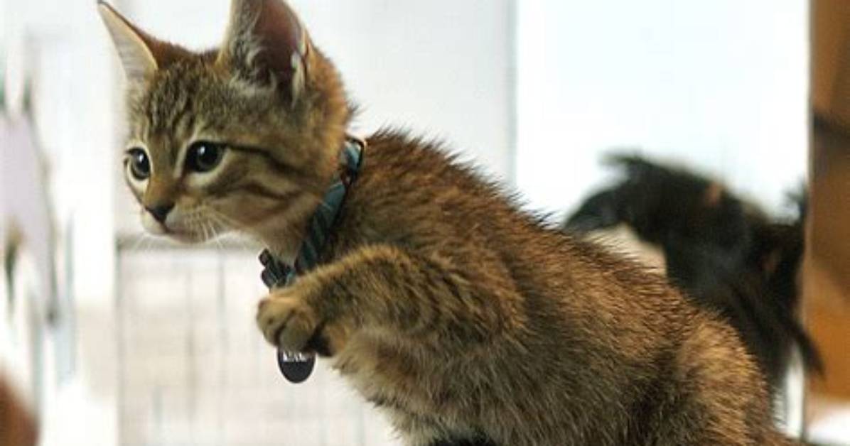 'Keanu' Kitten and 7 More Scene-Stealing Cats