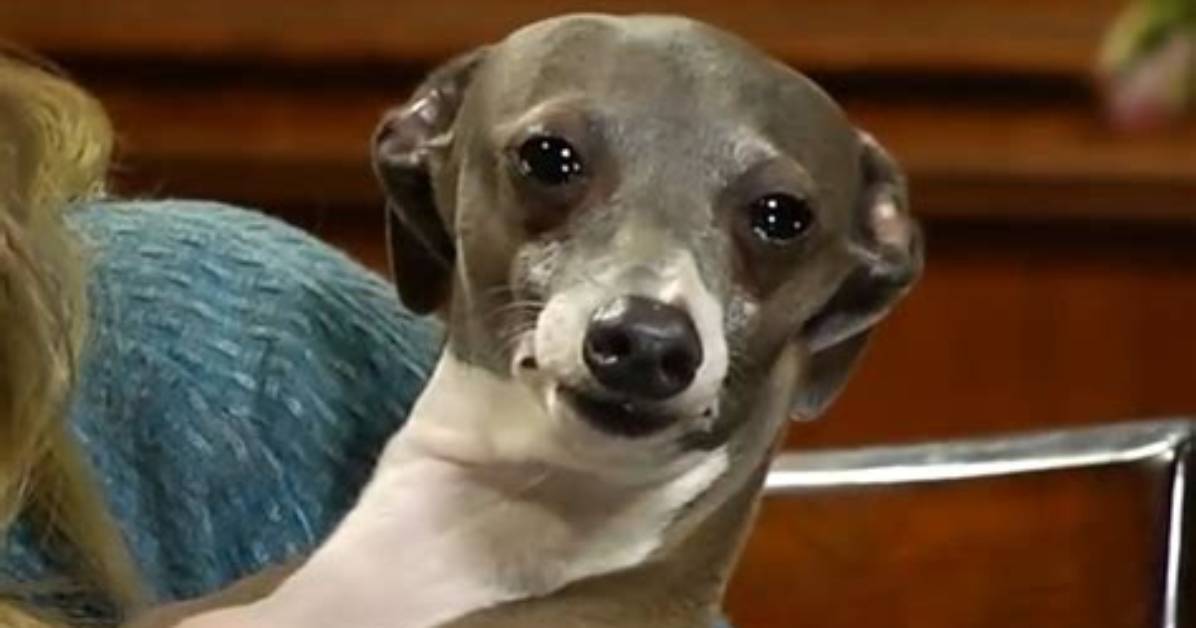 Kermit the Dog