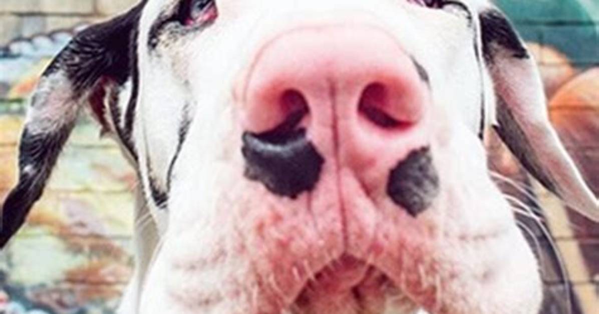 Kernel the Great Dane Net Worth 2024