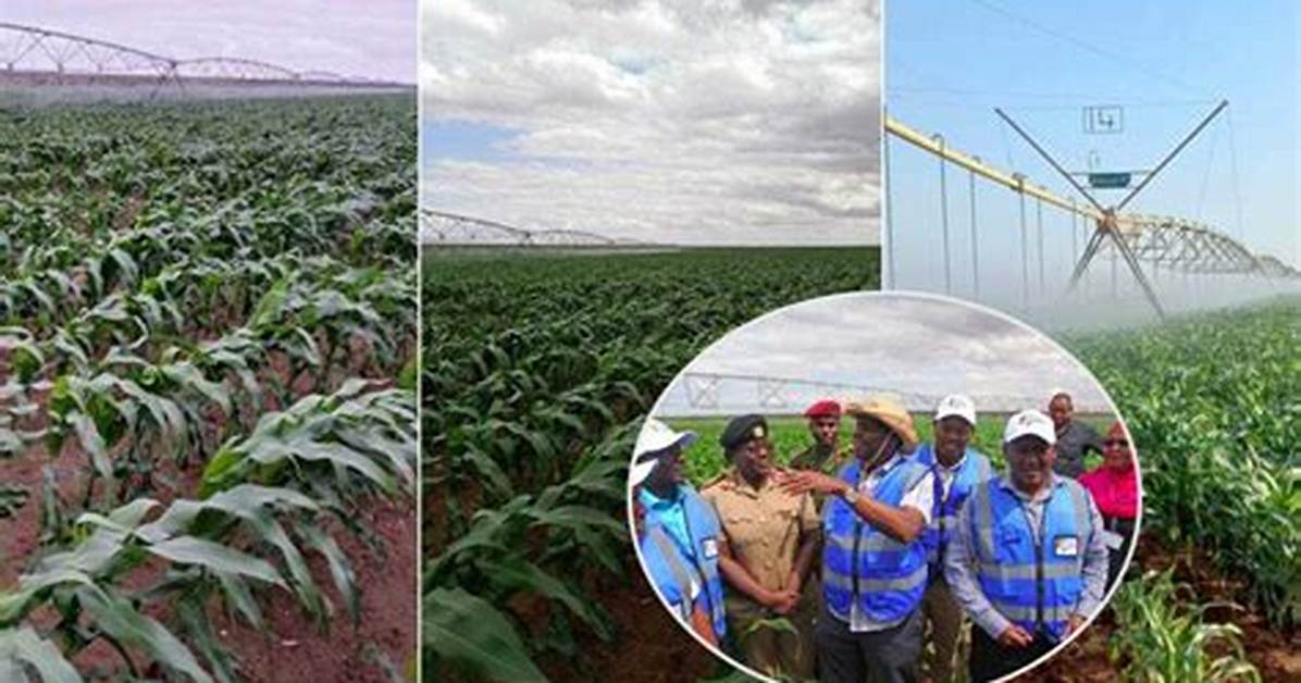 Kilifi: 10K-Acre Galana Kulalu Model Farm Takes Shape Months After William Ruto's Directive