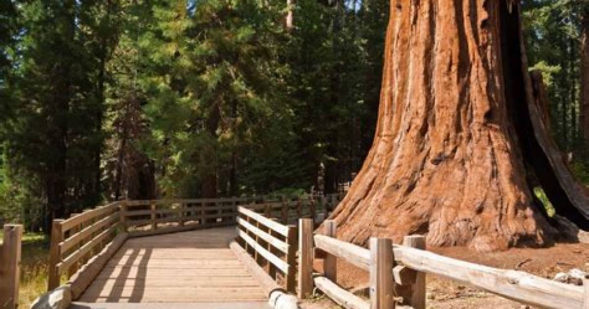 Kings Canyon, Sequoia National Parks Could Reopen in April After Recent Storms | News